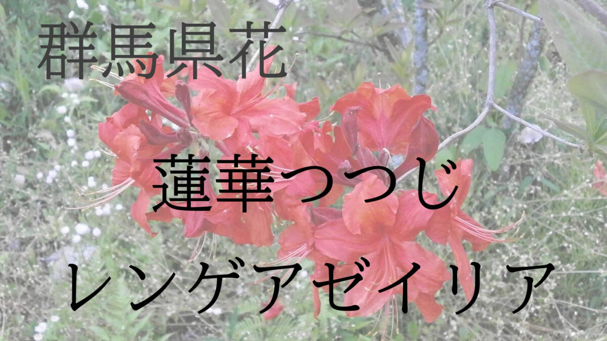 群馬県花の写真