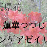群馬県花の写真