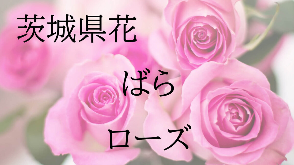 茨城県花の写真