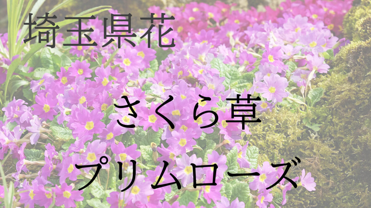埼玉県花の写真
