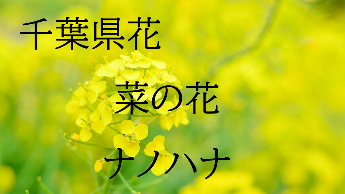 千葉県花の写真