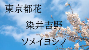 東京都花の写真