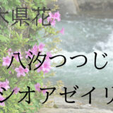 栃木県花の写真