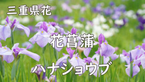 三重県花の写真