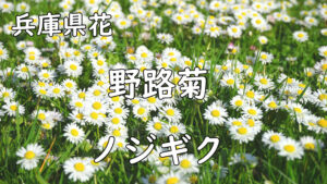 兵庫県花の写真