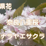 奈良県花の写真
