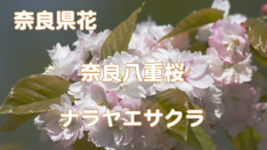 奈良県花の写真
